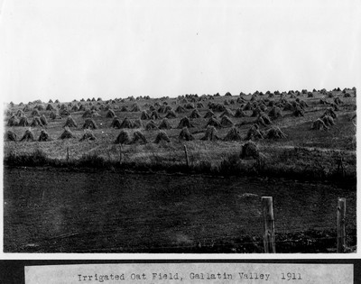 Oat Field