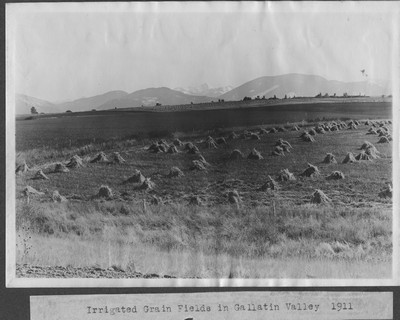 Grain Field