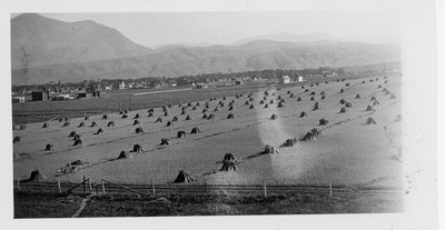 Wheat Shocks