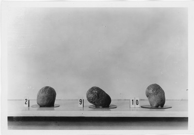 Wheat Varieties