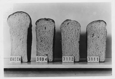 Wheat Varieties