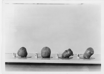 Wheat Varieties