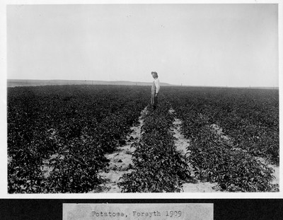 Potatoes