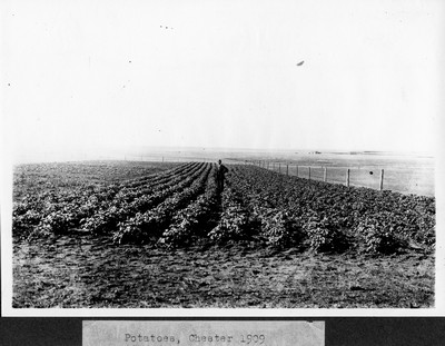 Potatoes