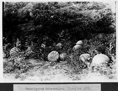 Watermelons