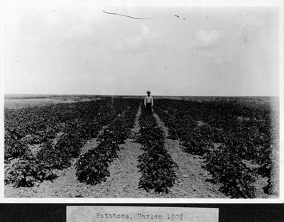 Potatoes