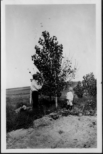 Fruit Trees