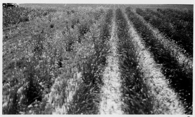Wheat Grass