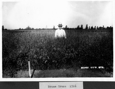 Brome Grass