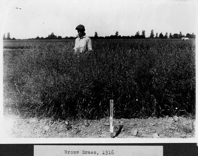 Brome Grass