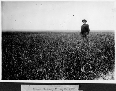 Brome Grass