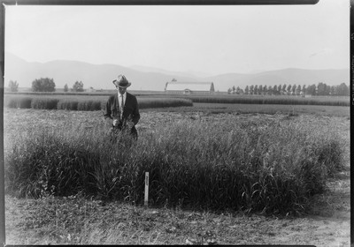 Brome Grass