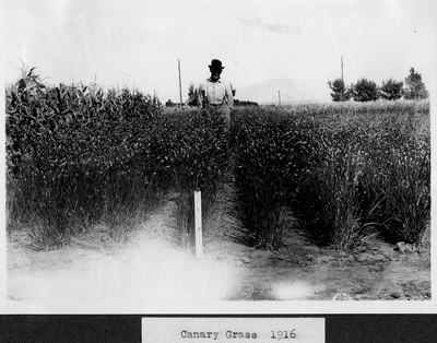 Canary Grass