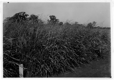 Sudan Grass