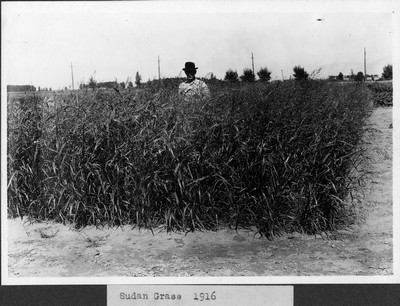 Sudan Grass