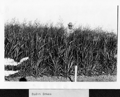 Sudan Grass