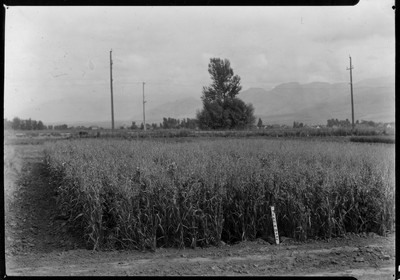 Forage Crops