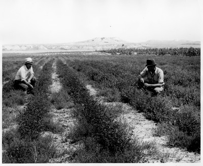Alfalfa - Irrigated