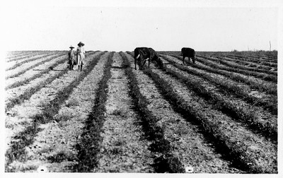 Cattle - Grazing