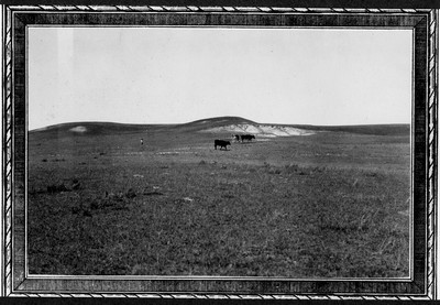 Cattle