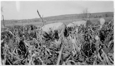 Hogs - Corn