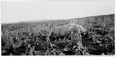 Hogs - Corn