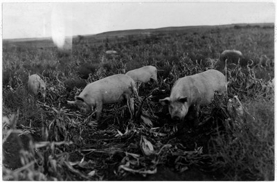 Hogs - Corn