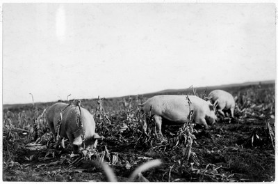 Hogs - Corn