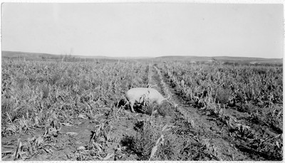 Hogs - Corn