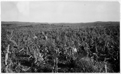 Hogs - Corn