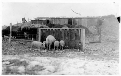 Hogs