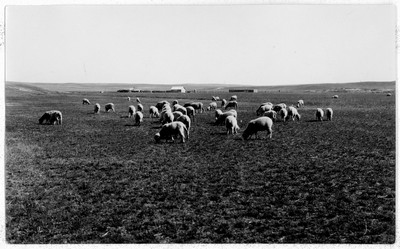 Sheep
