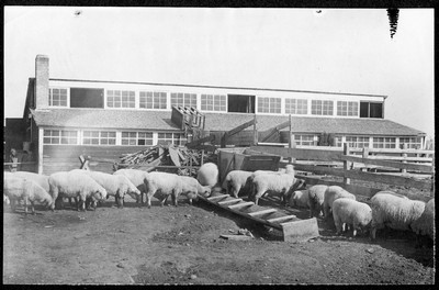 Sheep