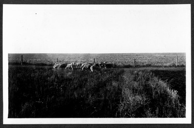 Sheep Grazing