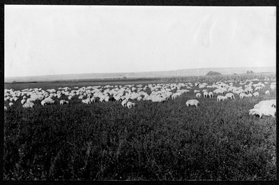 Sheep Grazing
