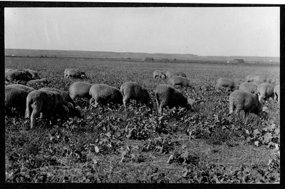 Sheep Grazing