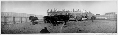 Wayman Farm - Cattle
