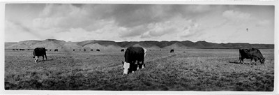 Cattle - Grazing