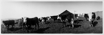 Wayman Farm - Cattle