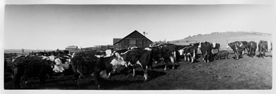 Wayman Farm - Cattle