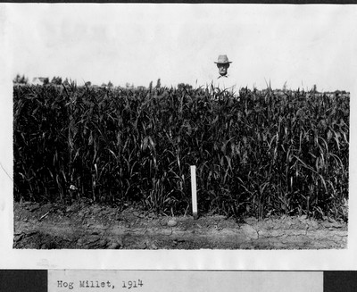 Millet