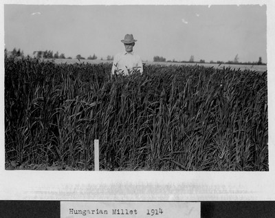 Millet