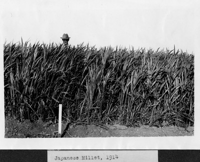 Millet