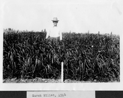 Millet