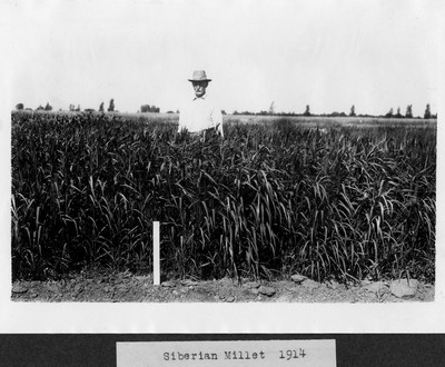 Millet