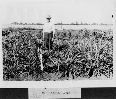 Forage Crops