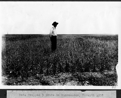 Oat Crop