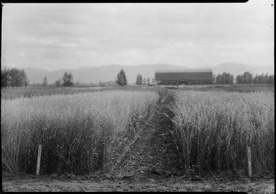 Oat Variety Test