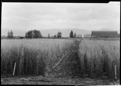 Oat Variety Test