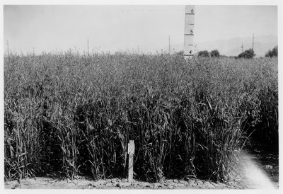 Oat Variety Test